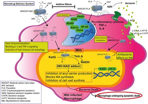 The Chemical Structures Mechanism Of Drug Release And Signaling