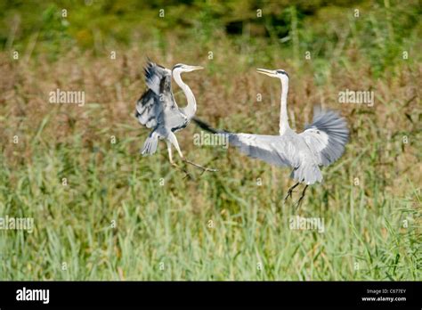 Two Grey Herons Ardea Cinerea Fighting Both Birds In Mid Air Stock
