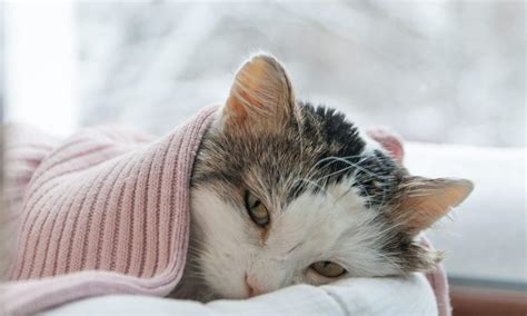 how do cats show that they re sick feline medical clinic