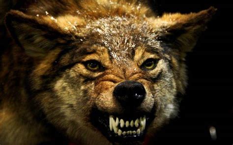 Wolf Animals Angry Wallpapers Hd Desktop And Mobile Backgrounds