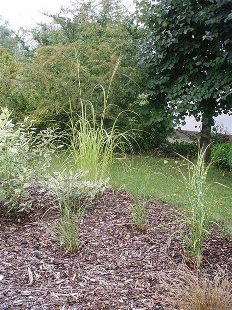 Zudem können sie mit den bei native plants erhältlichen zierstämmen auch vorgarten, terrasse oder balkon schmücken. Bäumchen für feuchten, lehmigen und sonnigen Platz gesucht ...