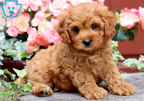 Our address (by appointment only) 1800 amity hill rd. Duke | Cavapoo Puppy For Sale | Keystone Puppies