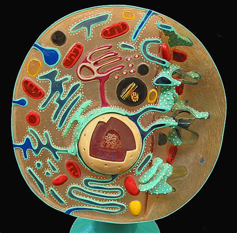3d animal cell model with thermocol. ¿Quién descubrió la célula? - Cómo Hacer Un Ensayo Bien