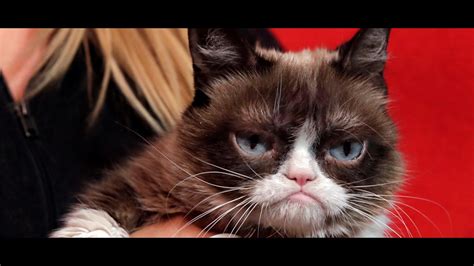 Viral Sensation Grumpy Cat Dead At Age 7