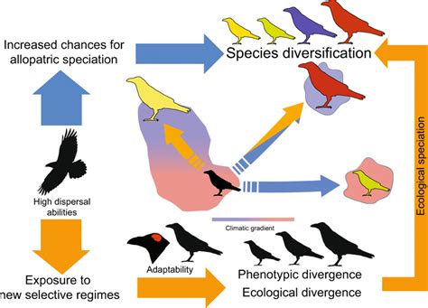 Conceptual Depictions Of The Contributions Of Dispersal Abilities And