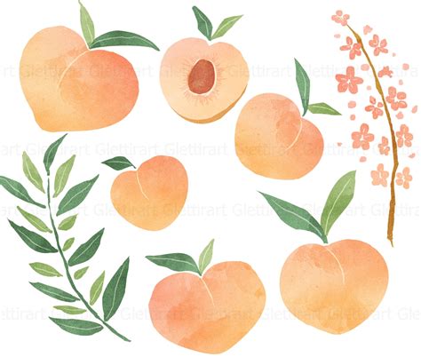 Peaches Watercolor Clipart Instant Download Peach Clip Art Etsy