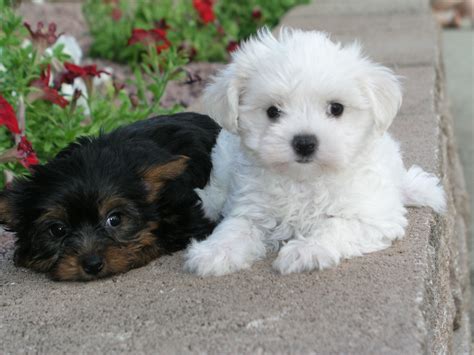 Little puppy images free download from pin.dekhnews.com. Shih Tzu Puppies Free Wallpaper - Pictures Of Animals 2016