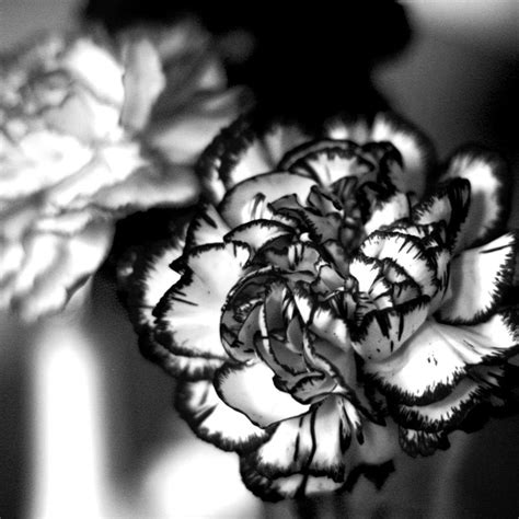 36556 Carnation Carnations Flowers Birth Flower Tattoos