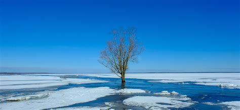 Spring Landscape With Lake Shore Ice Covered Lake Surface Lonely Tree