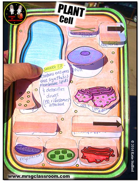 Mrs Gs Classroom Interactive Notebook Bundle On Cells