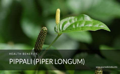 Pippali Piper Longum Health Benefits Uses Of Powder Rasayana And Side
