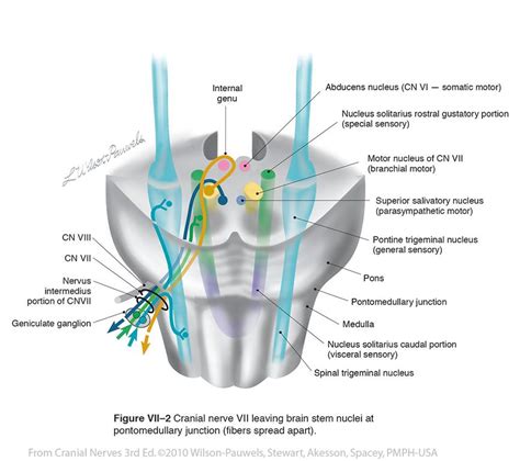 Choose usage printed publication (book, brochure, journal, etc.) brainstem. Brainstem Cranial Nerve Nuclei Facial vii - cranial nerves | Cranial nerves, Facial nerve, Neurology