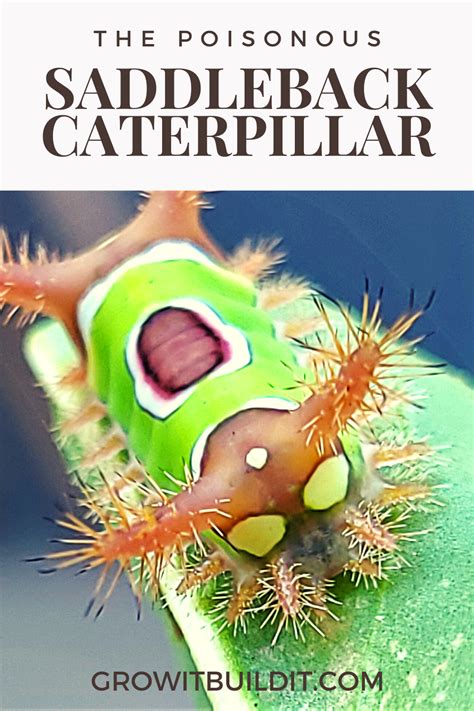 The Saddleback Caterpillar Is A Colorful Poisonous Caterpillar Native