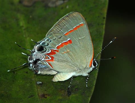 Red Banded Hairstreak Butterfly Size Photographs Characteristics