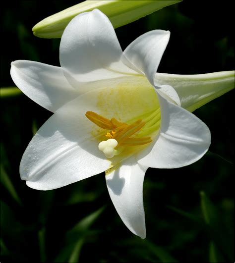 Easter Lily Lilium Longiflorum Lilium Longiflorum Is A Flickr