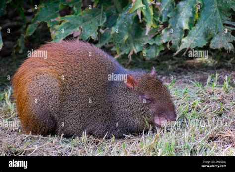 Closeup Of The Agouti Common Agouti Is Any Of Several Rodent Species