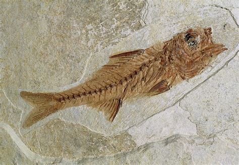 Fossil Fish Photograph By Sinclair Stammersscience Photo Library