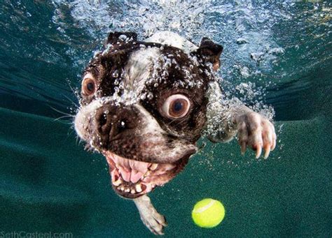 Photography Underwater Puppies By Seth Casteel Art For