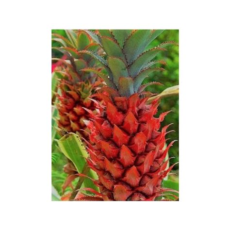 Ananas Bracteatus Red Pineapple