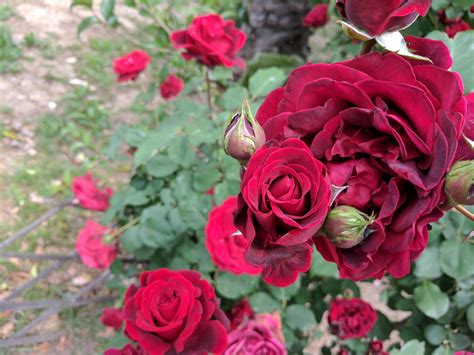Red Roses Free Stock Photo Public Domain Pictures
