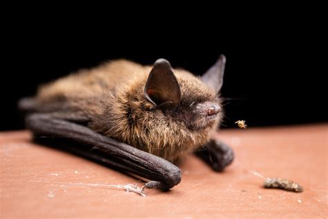 The Little Brown Bat Discover The Worlds Most Common Bat