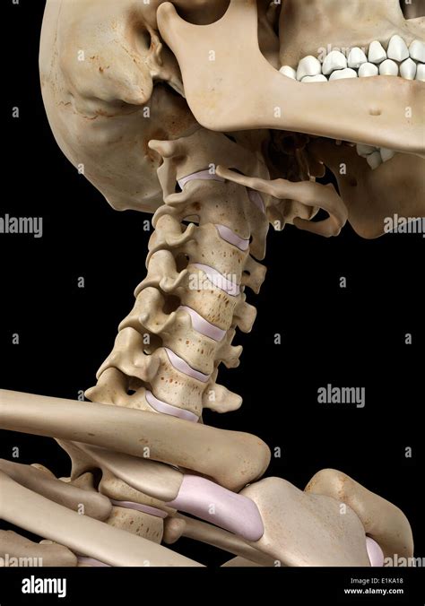 Human Cervical Spine Computer Artwork Stock Photo Alamy