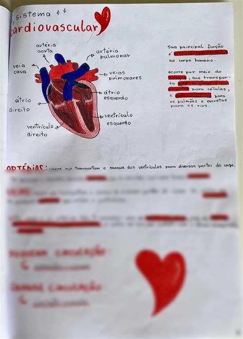 Sistema Cardiovascular Resumo Pdf