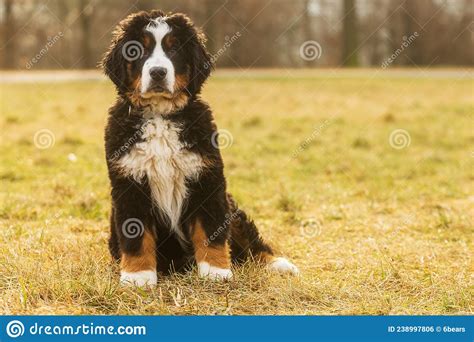 Female Bernese Mountain Dog Puppy Posing Sitting On The Grass Stock