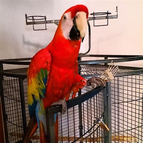 Scarlet Macaw Parrots For Sale Exoticglobalbirdsfarm