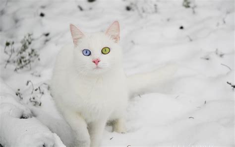 Cats In Snow Wallpaper Wallpapersafari