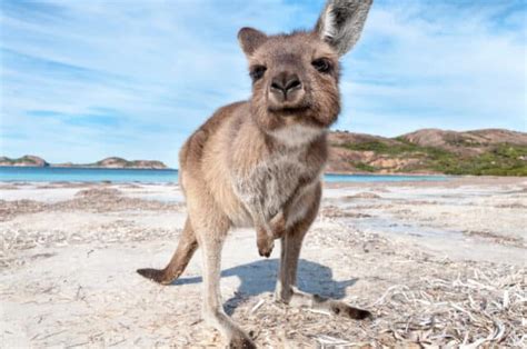 Top 20 Most Incredible Animals Of Australia Globalgrasshopper