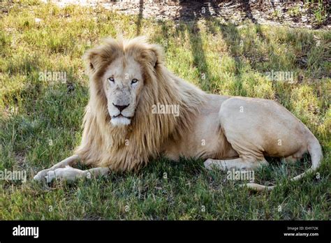 Johannesburg South Africalion Parkwildlife Conservationmale Lion