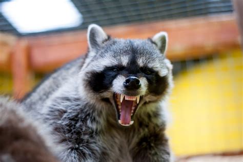Me go walking and find pieces of cat and raccoon paw marks. Fearless 'Zombie Raccoons' Can Be Fatal To Pets | Chicago ...