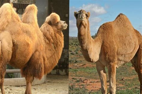 Diferencias Entre El Camello Y El Dromedario