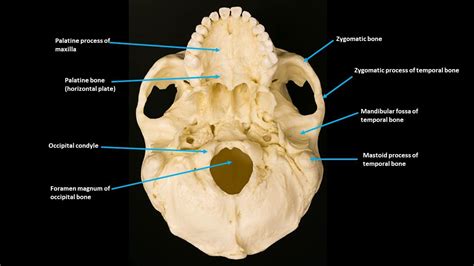 Axial Skeleton