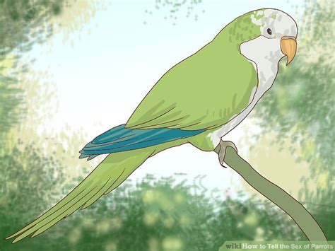 How To Tell The Sex Of Parrots 12 Steps With Pictures Wikihow