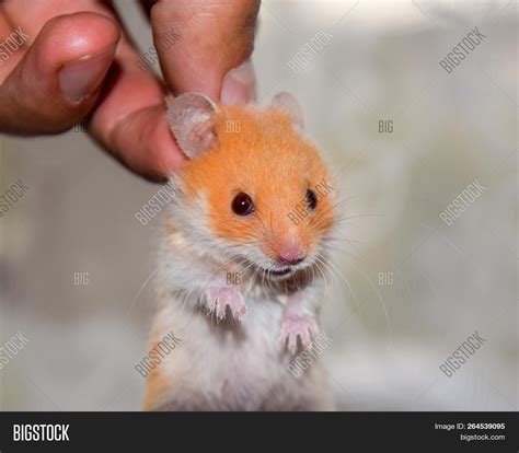 Hamster Hand Hamster Image And Photo Free Trial Bigstock