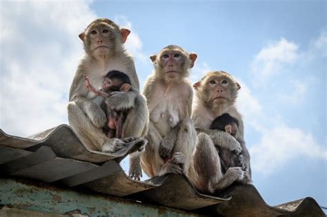 Thailand Starts Sterilizing Its Lopburi Monkeys Al Bawaba