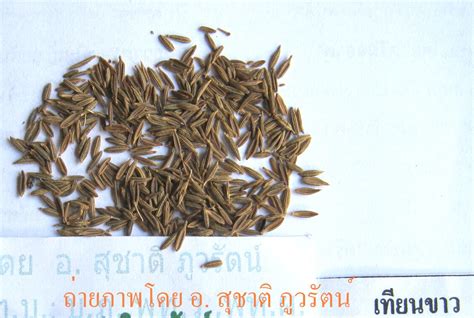ไบโอไทย เผย งานวิจัยสหรัฐ พบ โกฐจุฬาลัมพา สมุนไพรไทย สามารถยับยั้งไวรัสได้ เปิดสรรพคุณ ระบุ ข้อควรระวัง. Thai traditional medicine book | ตำราเภสัชกรรมไทย: เภสัช ...