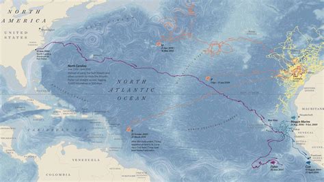 Map Of Sea Turtle Routes Around The Atlantic From A New Book About