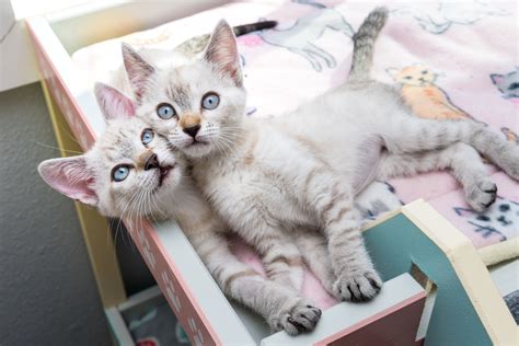 Cat Kitten Adoption Why Two Kittens Are Better Than One Kitten Lady