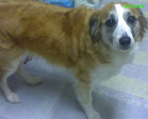 Free Dog Yellow Lab Mix Border Collie Dog Female Very Sweet And
