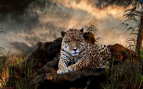 Jaguars Animals Wallpapers Hd Desktop And Mobile