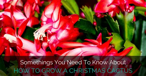 Learn how to care for the christmas cactus in nature is epiphytic, meaning that it is normally attached to trees in the forest christmas cacti should always be maintained at a minimum temperature of 55f, rising to a minimum 60f when in flower. Somethings You Need To Know About How To Grow A Christmas ...
