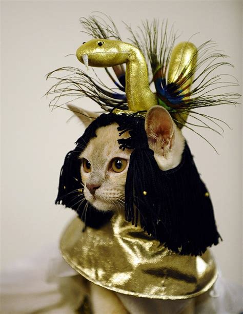 9 Ridiculously Amazing Halloween Costumes For Cats Pet Halloween