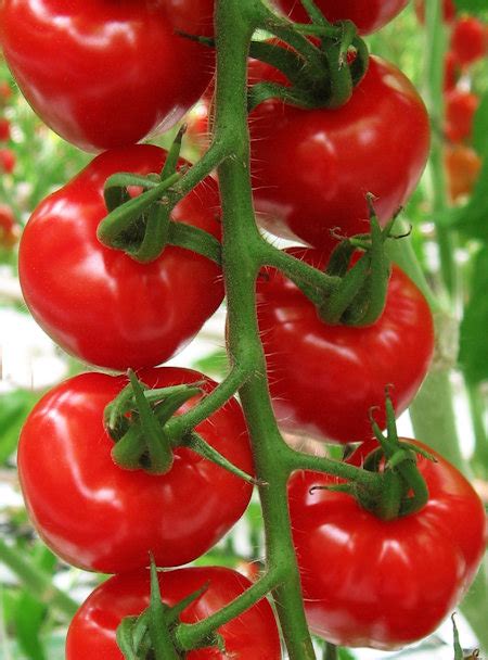 Tomato Tomatoberry F1 Js3093