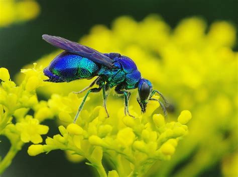 幸せを呼ぶ青い蜂ブルービー（ルリモンハナハチ）とオオセイホウ (^。^) - mune0001's blog