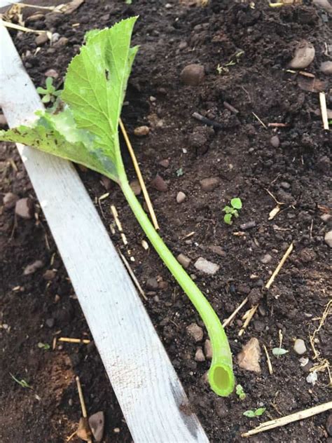 Maybe you would like to learn more about one of these? It's Zucchini Season! How You've Been Growing Them All ...