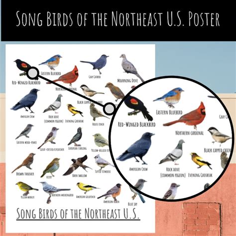 Songbirds Of The Northeast Us Poster Instant Download Etsy