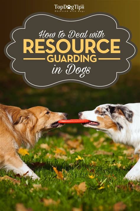 Dealing With Resource Guarding In Dogs House Training Dogs Best Dog
